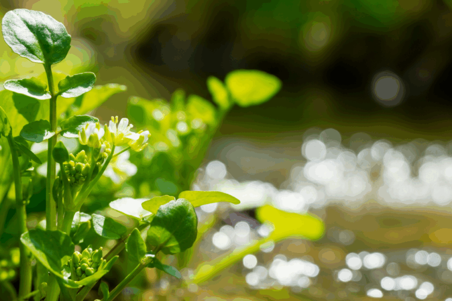 Watercress Wins: Discover the Underrated Veggie Packed with Nutrients